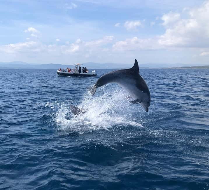 Olbia: Eco-Friendly Dolphin-Watching Boat Trip - Why Figarolo matters to the dolphin search