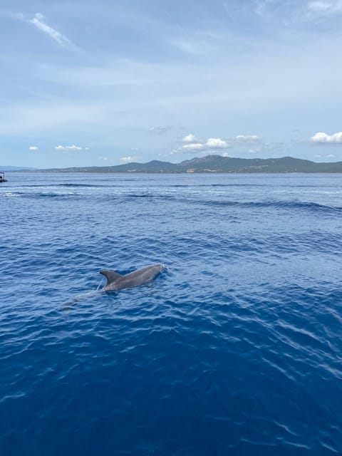 Olbia: Sunset and dolphin watching - Looking for dolphins in open water