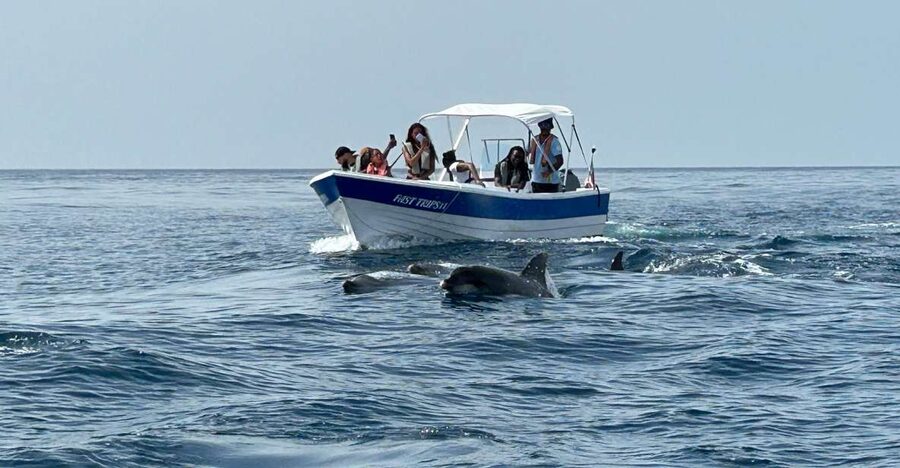 Olhão- Safari Watching Dolphins and other species - Key points before you book