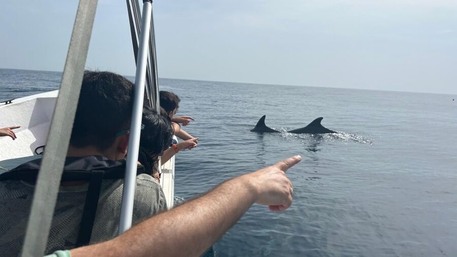 Olhão- Safari Watching Dolphins and other species - Starting from Avenida 5 de Outubro in Olhão