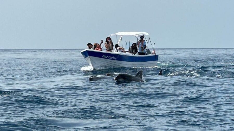 Olhão- Safari Watching Dolphins and other species - Meeting dolphins without turning them into a show