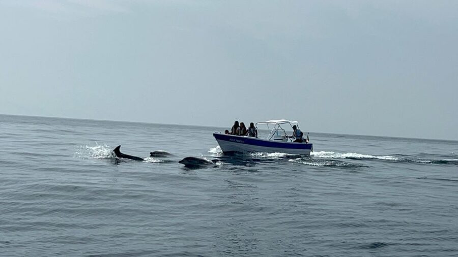 Olhão- Safari Watching Dolphins and other species - Why the small groups make a difference