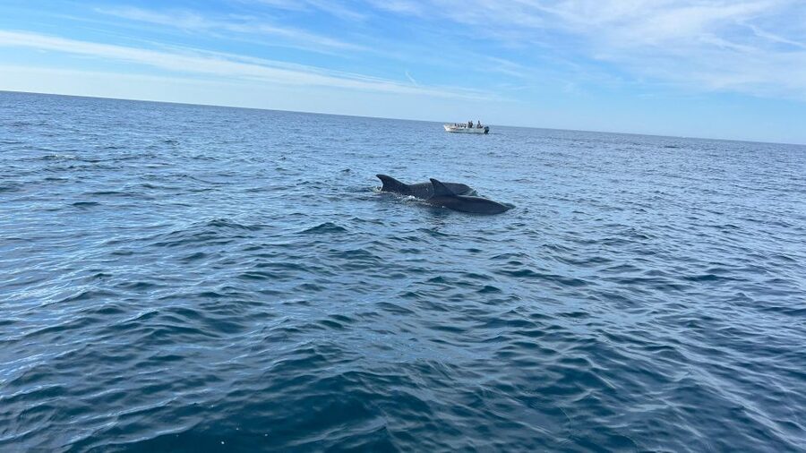 Olhão- Safari Watching Dolphins and other species - Two hours on the water, with no fixed dolphin guarantee
