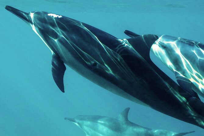 Oman Dolphin Watching Tours - Quick reasons to consider this trip