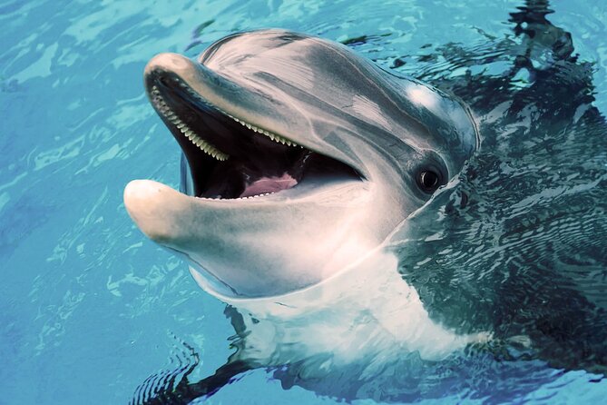 Oman Dolphin Watching Tours - A responsible approach matters here