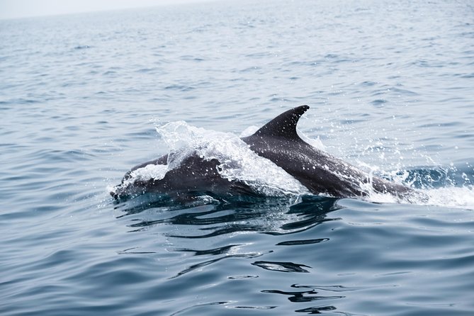 Oman Dolphin Watching Tours - What happens if the dolphins stay away?