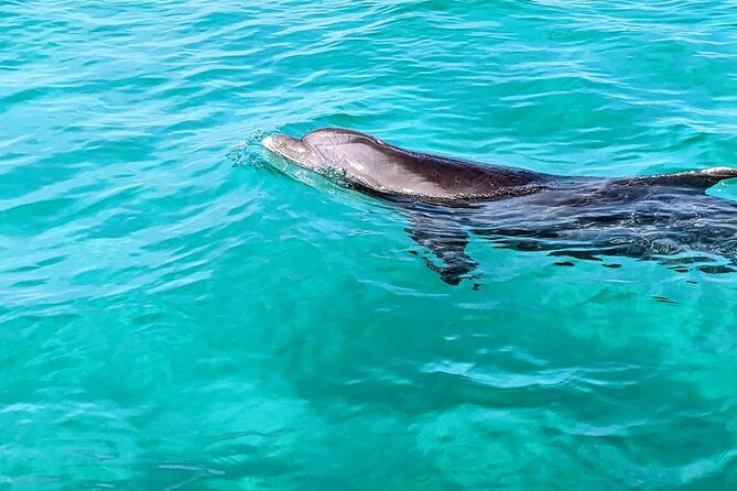 One Hour Harbor Shared Tour with Dolphin Watching - Key points to know before booking