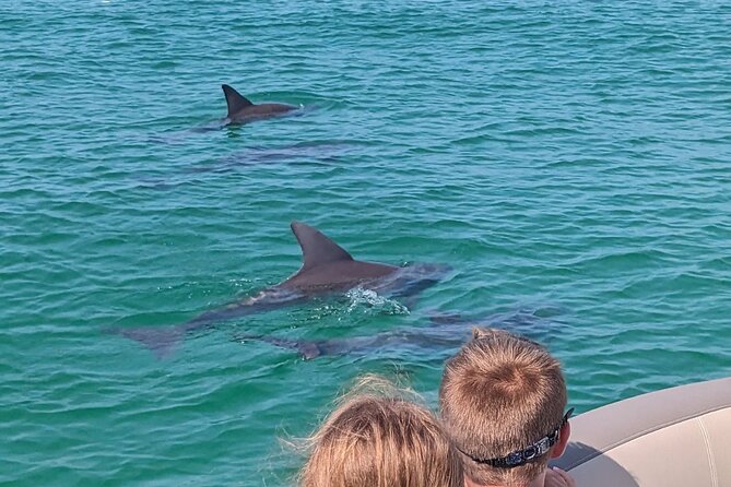 One Hour Harbor Shared Tour with Dolphin Watching - Meeting point, parking, and the return ride