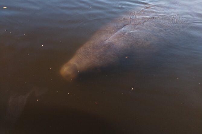 One Single Kayak Rental for 2 hours with Manatee & Dolphin sightings! - Why families may like this outing
