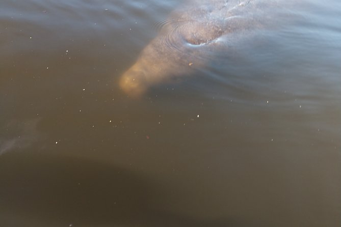One Tandem Kayak Rental for 2 hours with Manatee & Dolphin sightings! - Weather, Cancellation, and Timing