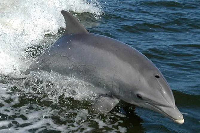 Orange Beach Dolphin Eco Boat Tour - What makes this Orange Beach cruise worth your time