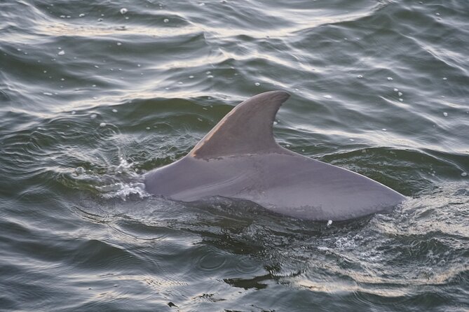 Orange Beach Dolphin Eco Boat Tour - Who will enjoy this boat ride most