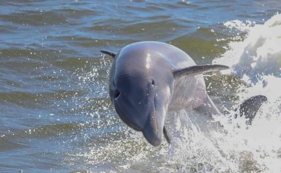 Orange Beach: Dolphin & Sailing Cruise Aboard 52' Catamaran - Key Details Before You Sail