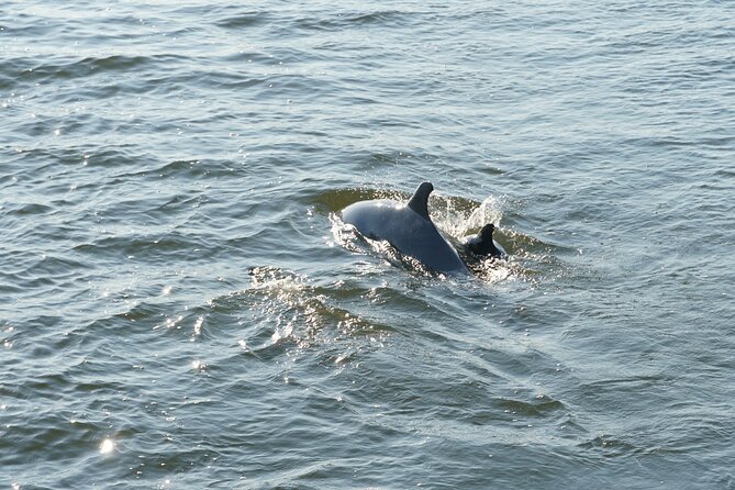 Orange Beach Dolphin Sailing Cruise aboard Catamaran - What Captain Johnny and the Crew Add