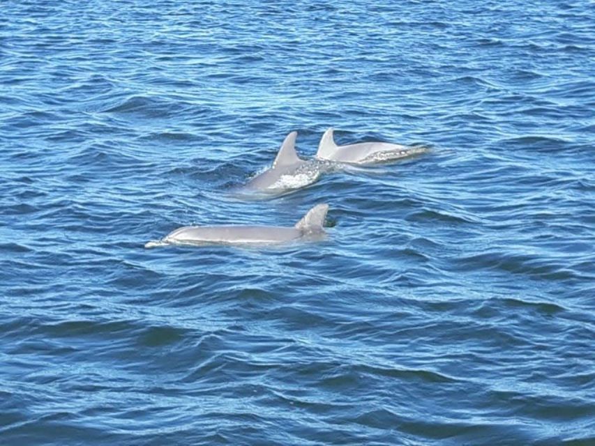 Orange Beach: Dolphin-Watching Eco-Boat Tour - Booking details that matter