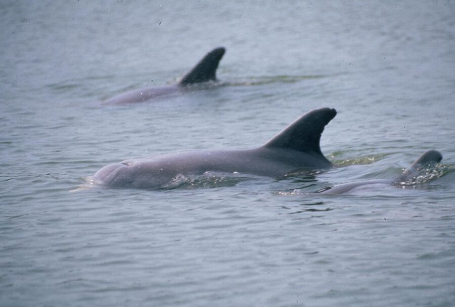 Orlando: Dolphin Clear Kayak or Paddle Board Adventure - How to prepare for a comfortable outing