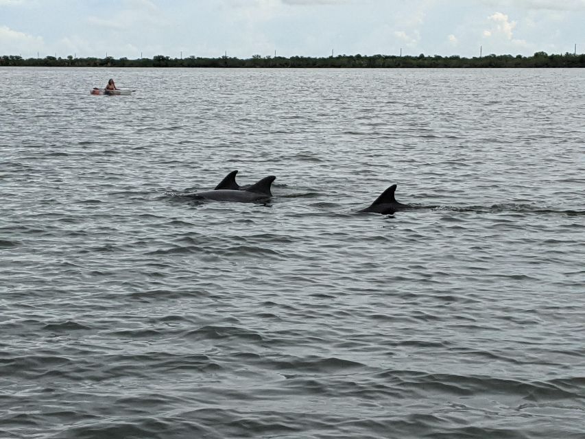 Orlando: Dolphin Clear Kayak or Paddle Board Adventure - The first minutes on the water