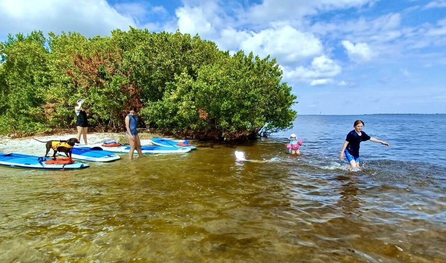 Orlando: Dolphin Clear Kayak or Paddle Board Adventure - Island hopping and Florida scenery