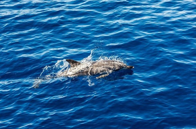 Ortigia-blue cave island tour with dolphin sighting - Entering the Syracuse sea caves