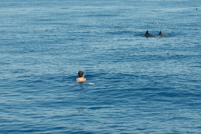 Ortigia-blue cave island tour with dolphin sighting - Plemmirio and the Gulf of Pillirina