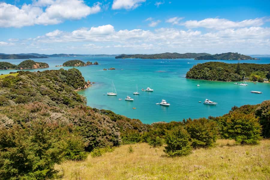 Paihia: Bay of Islands Dolphin Eco Cruise & Island Stopover - What Wildlife Viewing Really Means