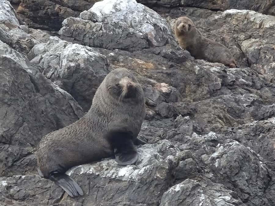 Paihia: Bay of Islands Dolphin Eco Cruise & Island Stopover - Comfort, Food, and What to Pack