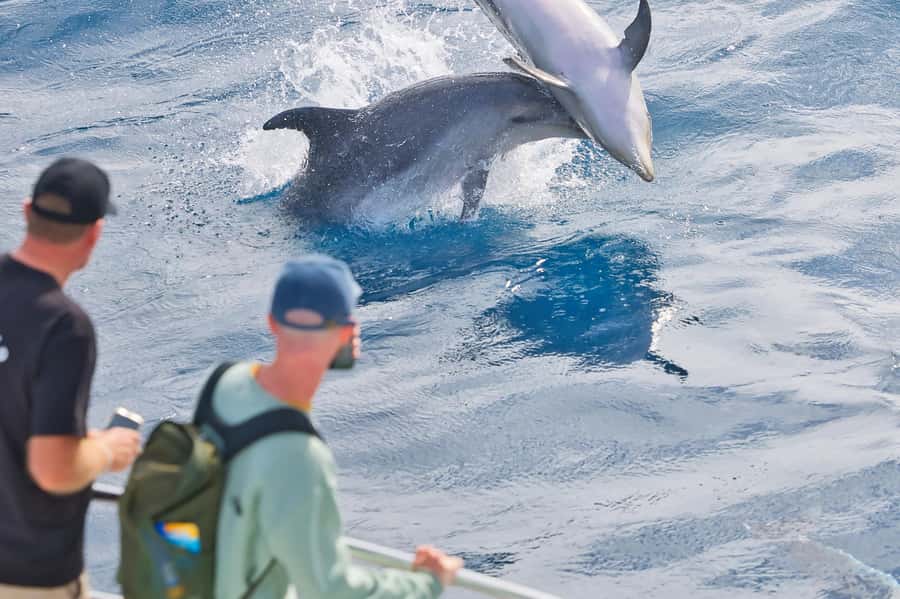 Paihia: Bay of Islands Dolphin Eco Cruise & Island Stopover - Who Will Enjoy This Cruise Most?