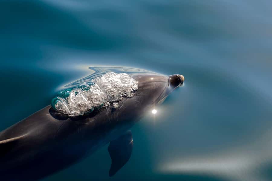 Paihia/Russell: Hole in the Rock, Dolphins & Island Cruise - Along the Rakaumangamanga Peninsula to Cape Brett