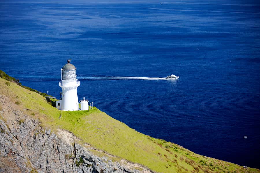 Paihia/Russell: Hole in the Rock, Dolphins & Island Cruise - Watching dolphins and other marine mammals