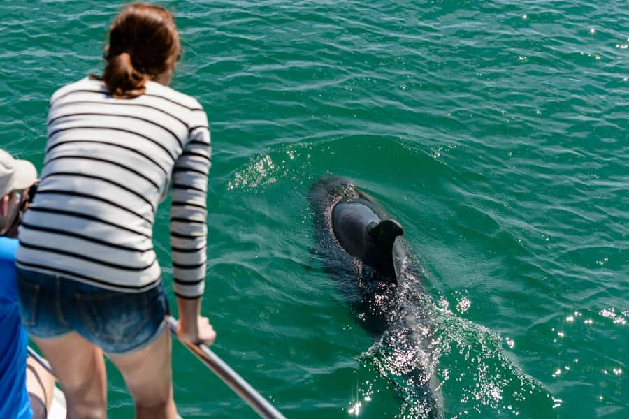 Paihia/Russell: Hole in the Rock, Dolphins & Island Cruise - Ninety minutes at Otehei Bay on Urupukapuka Island
