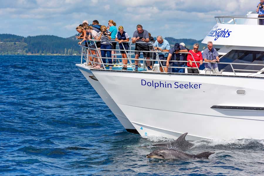 Paihia/Russell: Hole in the Rock, Dolphins & Island Cruise - Leaving Paihia or Russell and finding your sea legs