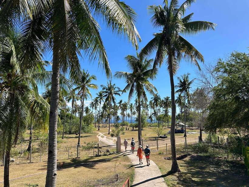 Pamilacan island: Dolphins, snorkel, lunch and walking tour - Should you book Pamilacan Island?