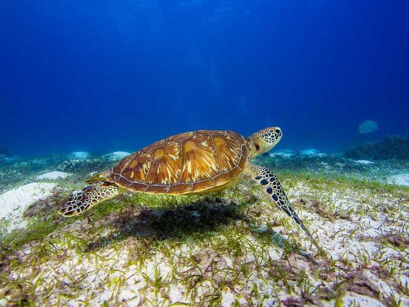 Pamilacan island: Dolphins, snorkel, lunch and walking tour - Walking through Pamilacan’s history