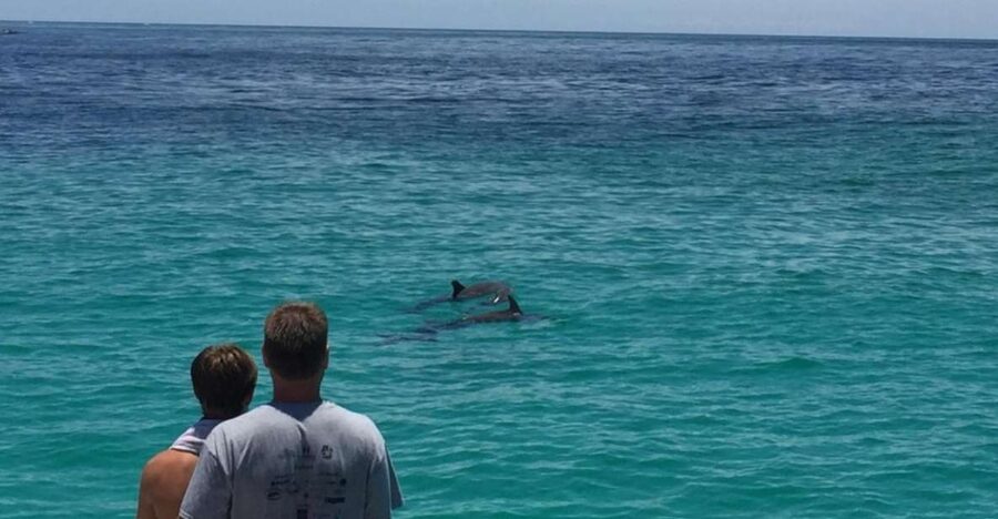 Panama City Beach: Dolphin Sightseeing Trip by Catamaran - Key points to know before you sail