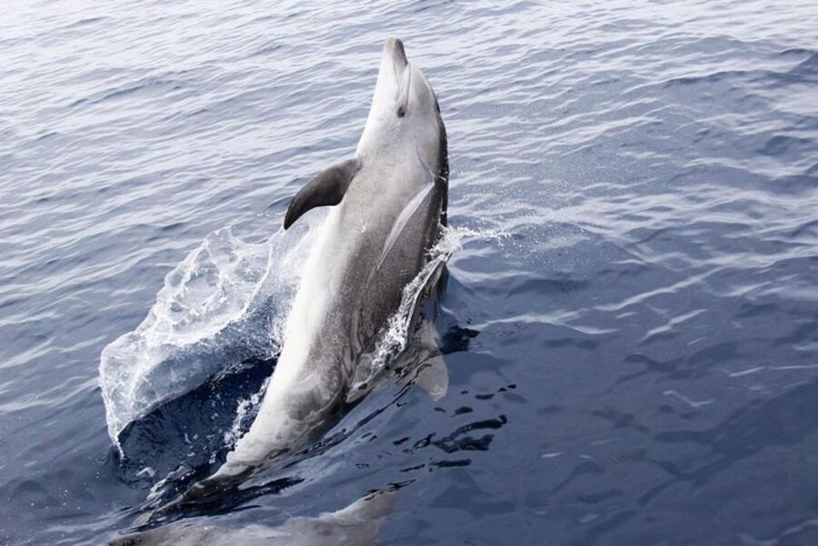 Panama City Beach: Dolphin Sightseeing Trip by Catamaran - Why this short catamaran trip works well