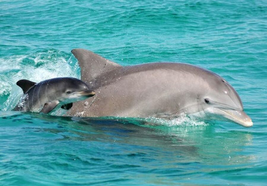 Panama City Beach: Dolphin Sightseeing Trip by Catamaran - Boarding the 40-foot Footloose