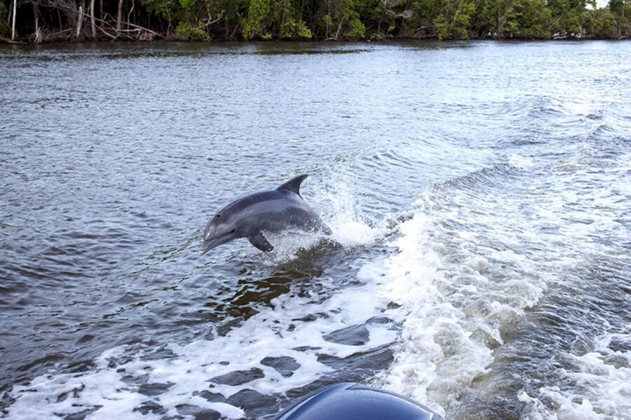 Panama City: Sunset Dolphin Cruise in St. Andrews Bay - Is the $28 Price a Good Deal?