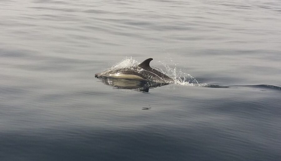 Peniche: Dolphin Route Boat Trip - Key points before you book