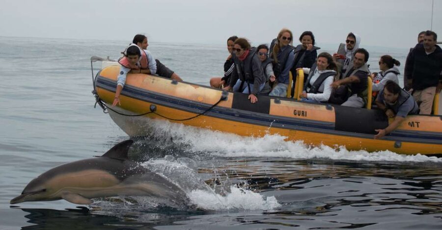 Peniche: Dolphin Route Boat Trip - Is the $53 price good value?