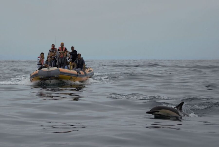 Peniche: Dolphin Route Boat Trip - Booking details that matter