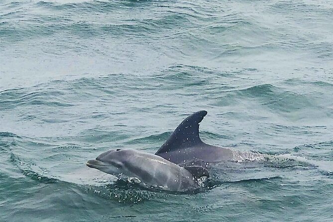 Pensacola Beach Dolphin and Scenic Tour - A short cruise with more than dolphin spotting