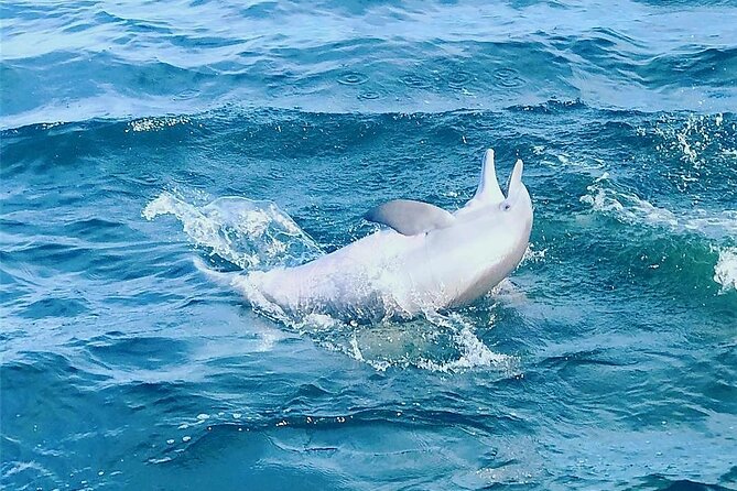 Pensacola Beach Dolphin and Scenic Tour - Is $35 a fair price?