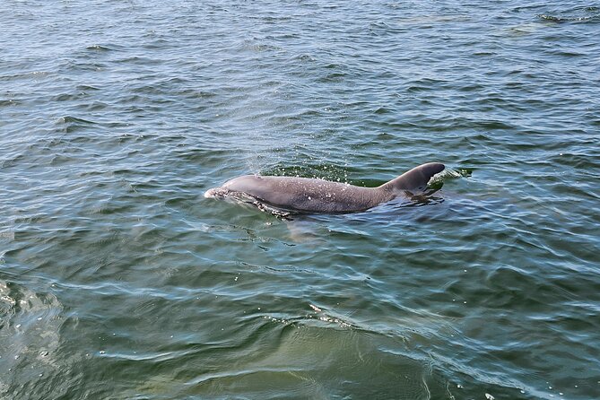 Pensacola Beach Dolphin and Scenic Tour - Fort Pickens from the water