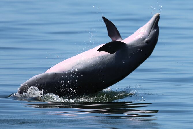 Pensacola Beach Jolly Dolphin Cruise and Scenic Bay Tour - What you see around Pensacola Bay