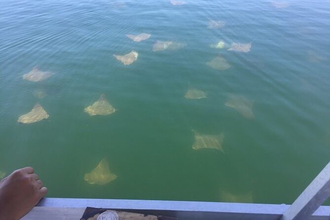 Pensacola Beach Jolly Dolphin Cruise and Scenic Bay Tour - The dolphin search and what you may see