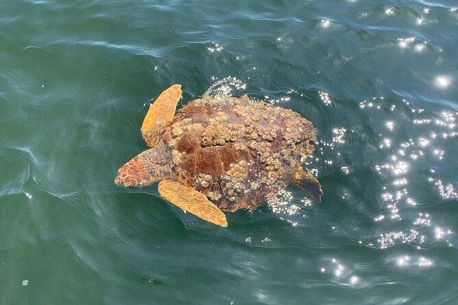 Pensacola Frisky Dolphin Sightseeing Bay Cruise - What the boat offers while you are onboard