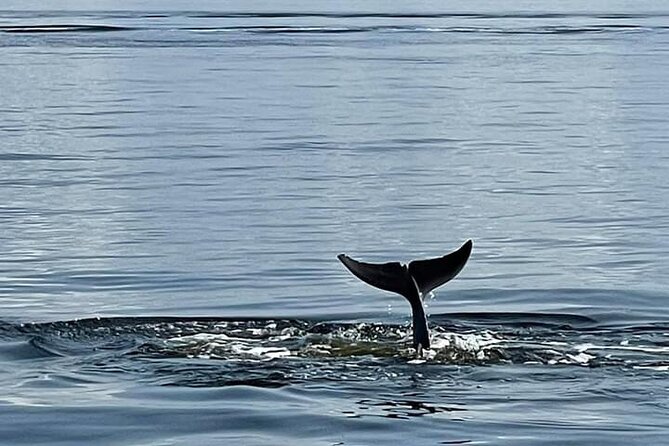 Pensacola Frisky Dolphin Sightseeing Bay Cruise - Weather, cancellations, and timing risks