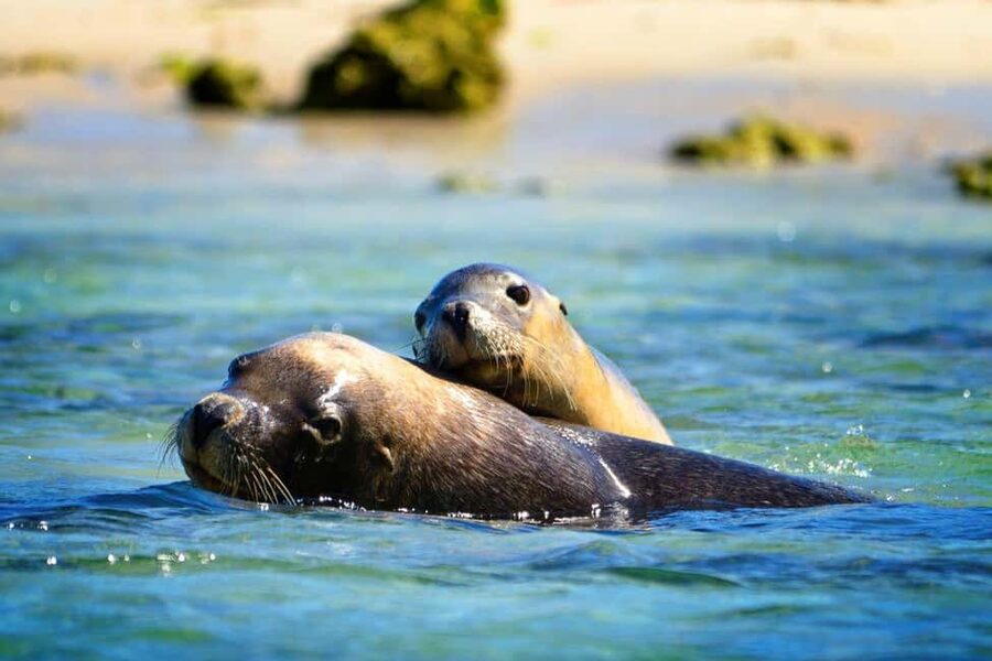 Perth: Dolphin, Sealion & Wildlife Cruise with Lunch - A short cruise with a lot packed into one hour
