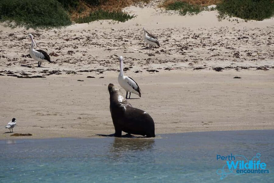 Perth: Dolphin, Sealion & Wildlife Cruise with Lunch - Penguin, Seal, and Bird Islands by boat