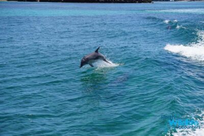 Dolphin, Sealion & Wildlife Cruise with Lunch